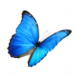Blue Butterly-Potential