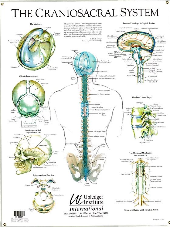 cranial sacral therapy